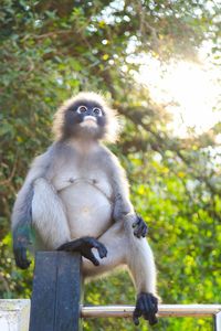 Monkey sitting on tree