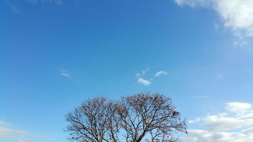 Low angle view of bare tree against blue sky