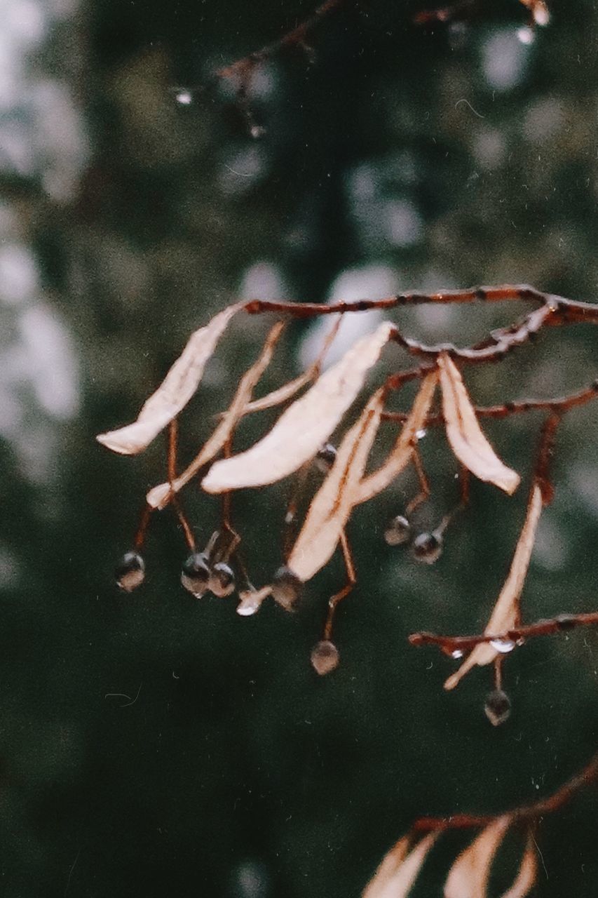 CLOSE-UP OF DEAD PLANT