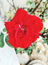 Close-up of red rose blooming outdoors