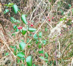 Close-up of insect on plant