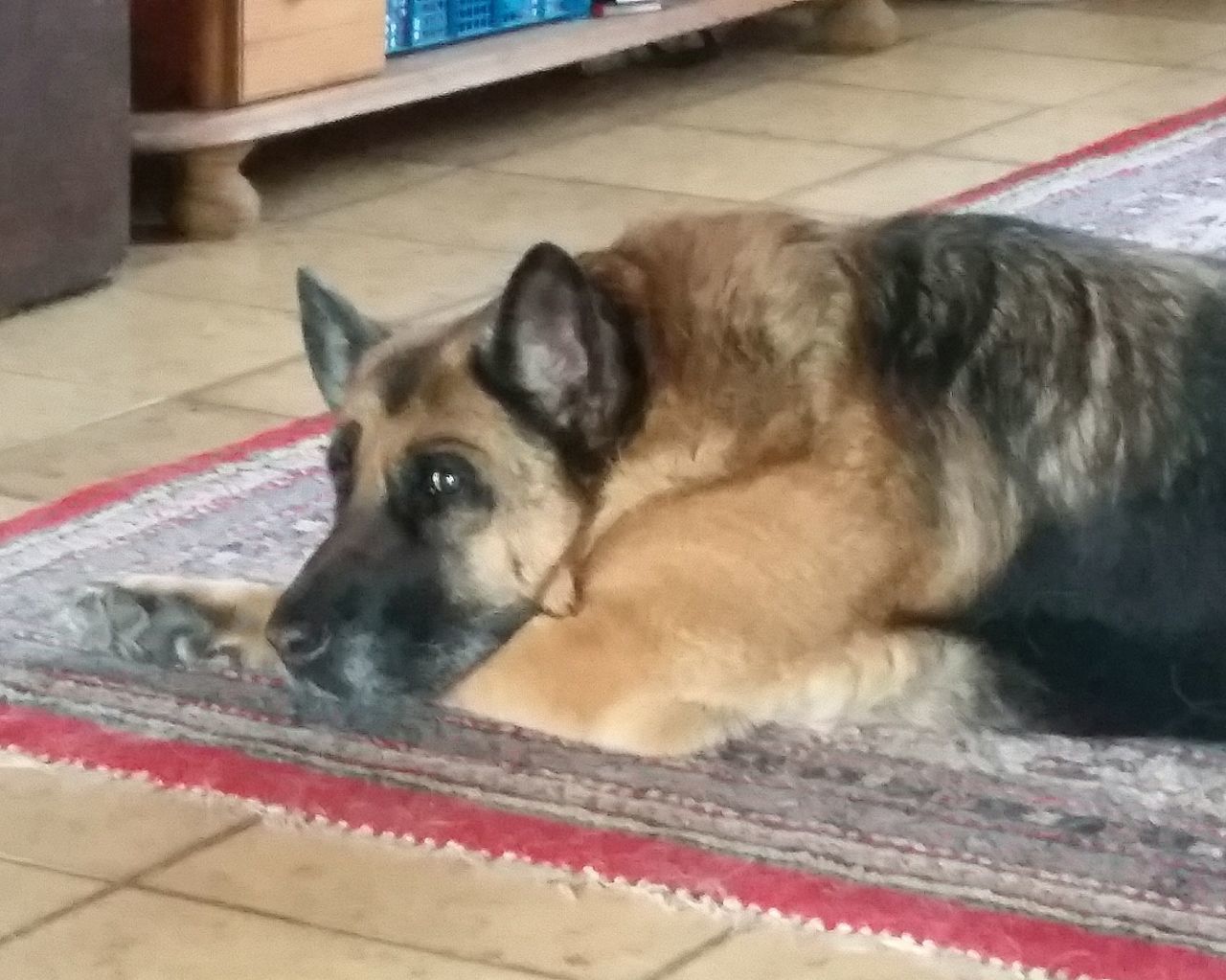 CLOSE-UP PORTRAIT OF A DOG RESTING ON BED