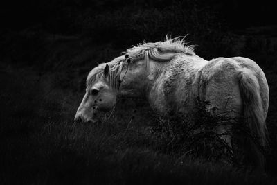 View of a horse on field