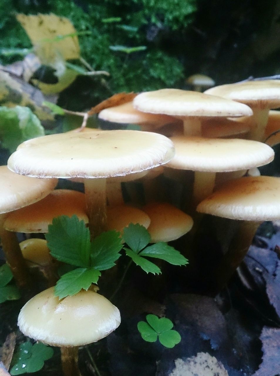 CLOSE-UP OF MUSHROOMS GROWING ON WOODEN SURFACE