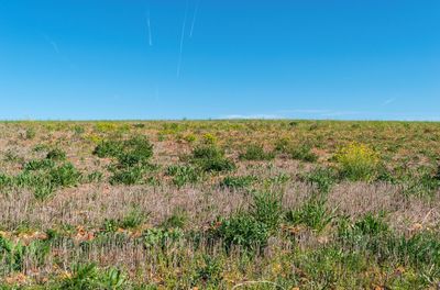 Scenic view of field against clear blue sky