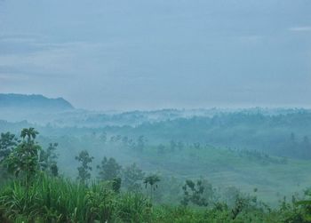 Scenic view of forest against blue sky