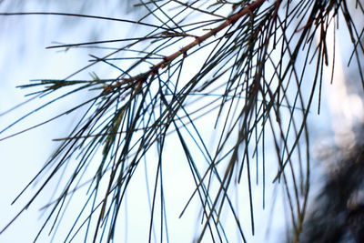 Low angle view of dry plants against sky