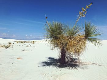 Close-up of plant against blue sky