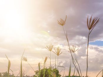 Low angle view of plant against sky