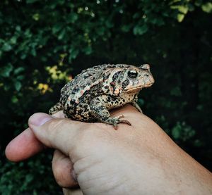 Close-up of frog on hand