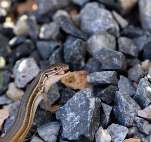 Close-up of lizard on rock