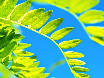 Low angle view of green leaves against blue sky