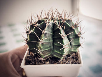 Close-up of hand holding cactus in pot