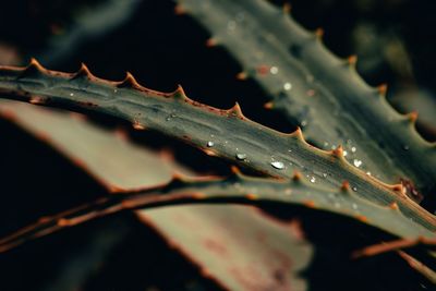 Close-up of wet leaves