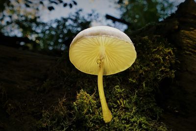 Close-up of yellow mushroom growing on field