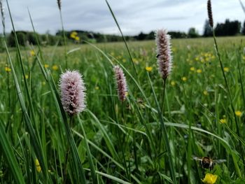 Close-up of flowering plants on land