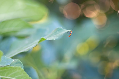 Close-up of insect on leaves