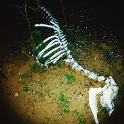 High angle view of lizard in water