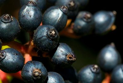 Close-up of fruits growing at night