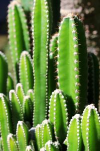Close-up of succulent plant