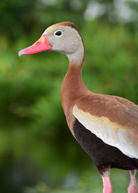 Close-up of bird