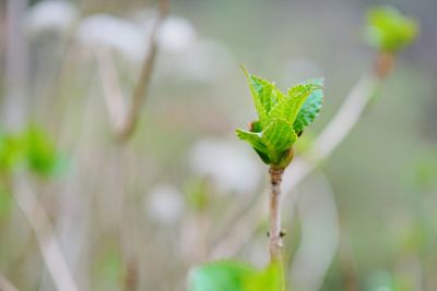 Close-up of plant