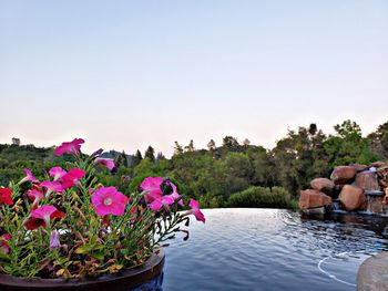 Pink flowering plants in lake against sky