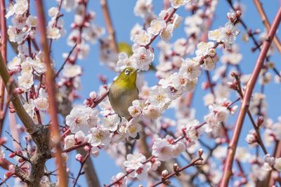 Cherry blossoms in spring