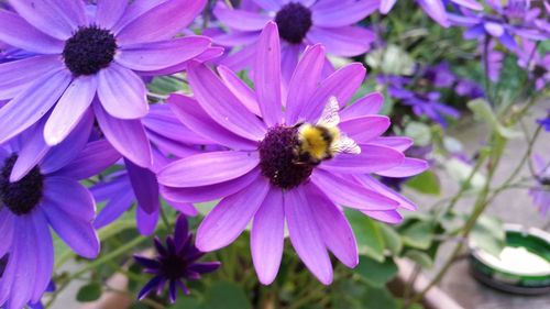 Close-up of bee pollinating on purple flower