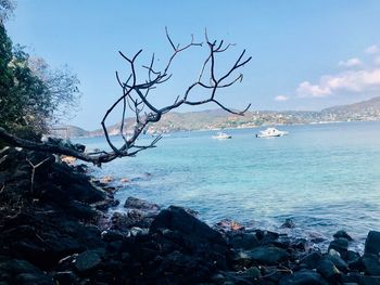 Bare tree by sea against blue sky