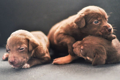 Close-up of dog lying on floor