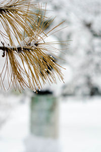 Close-up of snow on field