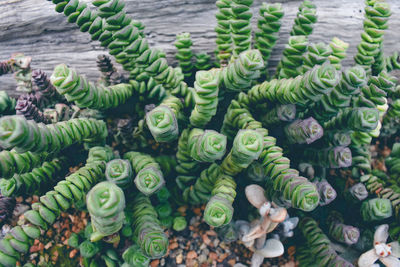 High angle view of succulent plant