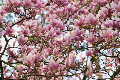 Low angle view of pink cherry blossoms in spring