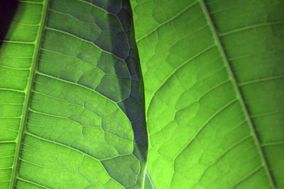 Full frame shot of green leaf