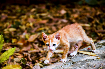 Ginger cat walking on retaining wall