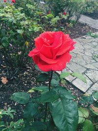 Close-up of red rose blooming outdoors