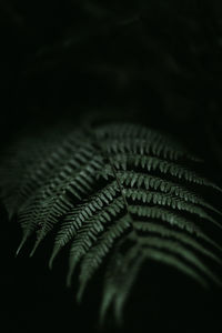 Detail shot of fern