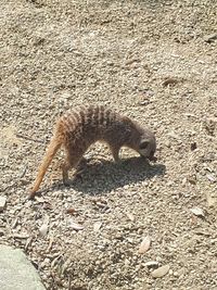 High angle view of a cat