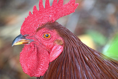 Close-up of rooster