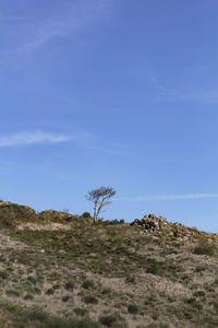 Single dry tree against blue sky