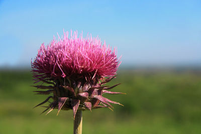 Close-up of pink thistle flower against sky