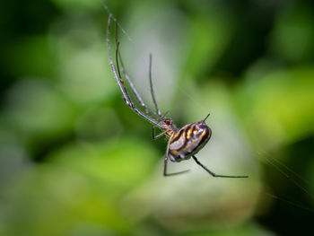 Close-up of spider