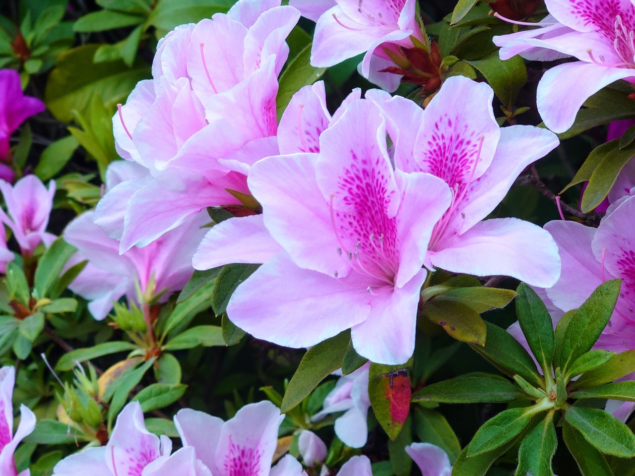 CLOSE-UP OF PINK FLOWERING PURPLE FLOWERS