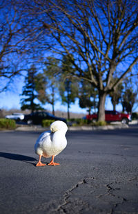 Bird on a street