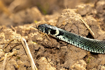 Close-up of insect