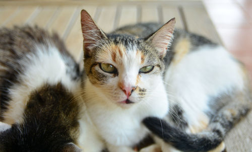 Close-up portrait of a cat