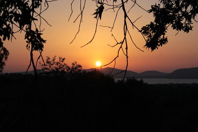 Silhouette trees by sea against orange sky