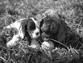 Close-up of dog relaxing on grass