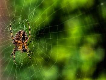 Close-up of spider on web